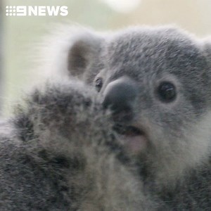 1.7M views · 193K reactions | Meet 8-month-old koala joey  Tallow! He’s been officially named Australia’s cutest joey of the year by #TourismAustralia #9News | 9 News Melbourne | Facebook