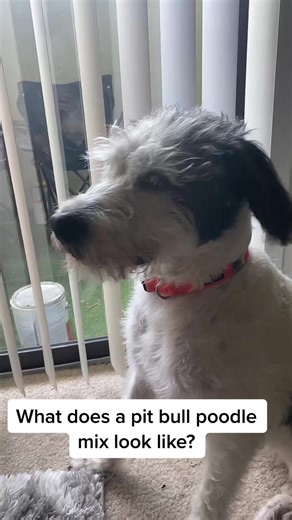 Pit Bull Poodle Mix: What to Expect