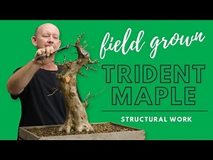 Top Tips for Starting Trident Maple Bonsai
