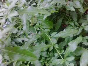 Nokia X2 Full Review: A Smartphone that Delivers What it Promises