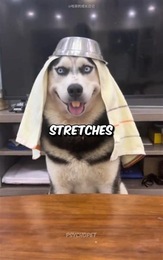 This Dog’s Funniest Outfits Ever 😂 #shorts