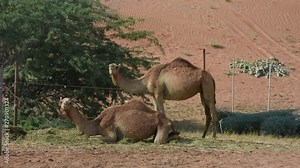 A pair of dromedary camels standing and sitting (Camelus dromedarius) in desert sand dunes of the United Arab Emirates.