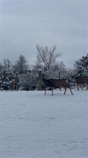 Navajo State Park-Colorado Parks and Wildlife on Reels