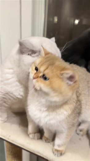 From live to fight 🙀 | cat fight