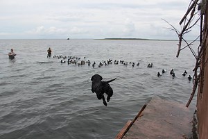 29K views · 242 reactions | How do Dogs handle the Decoy Raft? Watch...