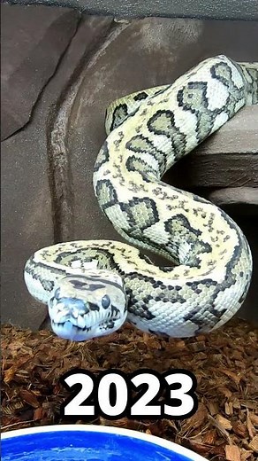 My Jaguar Coastal Carpet Python Through the Years! #snakes #snake #reptiles #carpetpython #python