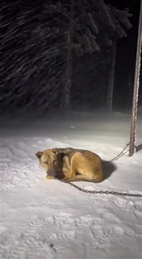 This poor baby was found in Syracuse NY. A neighbor alerted us after hearing whining and barking all night long for days on end. She noticed her neighbor had been leaving their dog outside chained up in the freezing weather with no food or water. Our members acted promptly and were able to save this poor pup before it was too late. They brought him into the nearest shelter in the morning and last we heard he’s doing well and is a happy boy waiting for a new loving family. #shelter #rescue #dog #