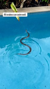6.2K views · 381 reactions | FYI All snakes can swim… well. Great...