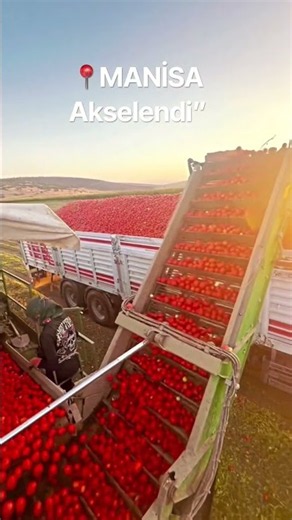 Wow, what a bountiful harvest! 🍅😍👋🇺🇸