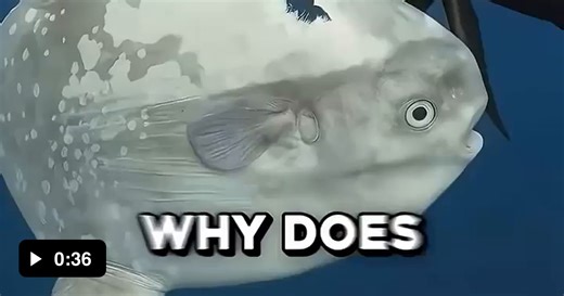 Sea cardboard - Video