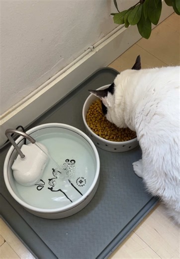 Comedouros e Bebedouros Perfeitos para Gatos