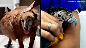 704K views · 746 reactions | Here's how special surgeries gave these animals a second chance. | Inside Edition | Facebook