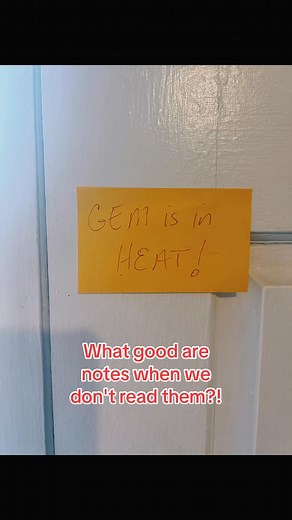 Proof that Jon's goats can be trouble makers too! #dairy #farming #goatsofinstagram #cutegoats #ADGA #dairygoatfarming #showgoats #dairygoatsofinstagram #sillyanimals #goatfarm #agriculture #country #farm #cuteanimals #goatshow #funnyanimals #farmlife #dairygoats #countrylife #babygoats #GOAT #funny #podcast #goats #babyanimals #ag | Ringside: American Dairy Goat Podcast