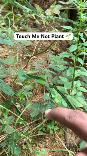 Touch Me Not Plant leaves folding when touched #nature