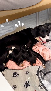 1.8M views · 110K reactions | It was just in time for her to have her babies Rachel told us how Daffodil was completely trusting of her during her labor, and how she eventually realized she had to adopt one of the babies! Check out Rachel's website here: https://thedo.do/RachelFusaroWebsite and keep up with her on Instagram: https://thedo.do/rachelfusaro | The Dodo | Facebook