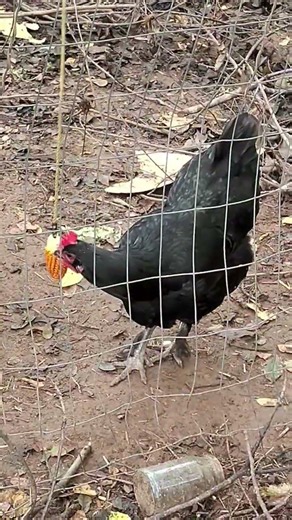 how to keep you and your chickens busy for hours #freeentertainment #chickenhouse #hen
