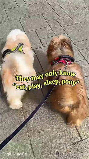 Unconditional Love | A Day with Bambina & Babushka ❤️🐾