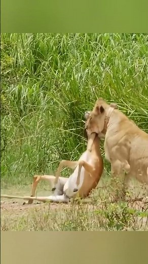 “Lion Hunting Deer: Nature’s Survival Chase