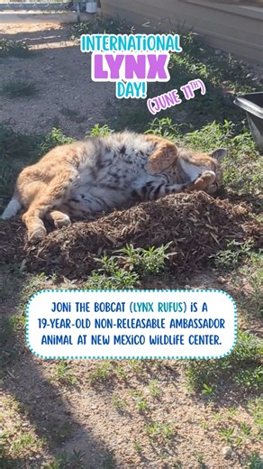 Happy International Lynx Day! The most well-known lynx in New Mexico is the bobcat (Lynx rufus), a medium-sized wild cat that can be found in a wide variety of habitats, including suburban areas. NMWC is home to a 19-year-old non-releasable bobcat named Joni, who is one of our oldest Ambassador Animals. Joni was orphaned as a baby and became habituated to humans during her time in rehabilitation, so she was unable to return to the wild. Right now, she is helping us raise another orphaned bobcat 