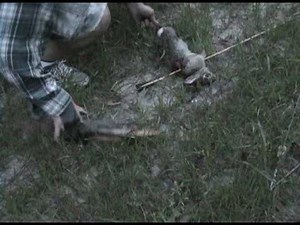 Rabbit hunting with a primitive bow!