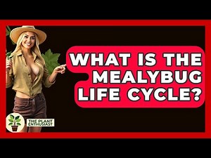 What Is The Mealybug Life Cycle? - The Plant Enthusiast