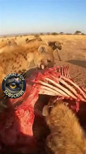 POV: Inside A Spectacular Hyena Feeding FRENZY!
