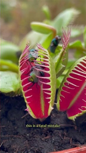 Deadly Fly Trap Plant Caught on Camera