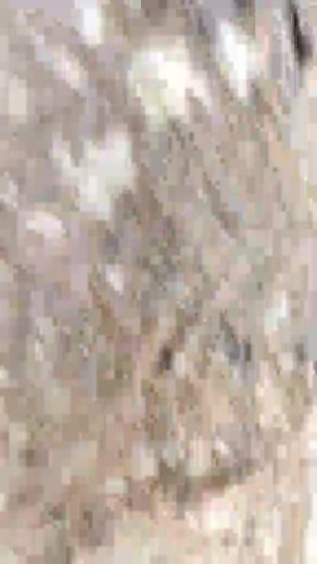 Trapped in a Tree for 13 Years! How Long has she got Left!!! #thebarbietrees | Chet Thompson