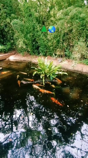 zoológico de cali🐅🌲🌏