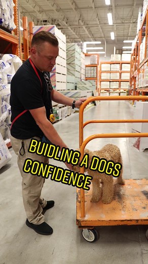 AmericanStandardK9 on TikTok