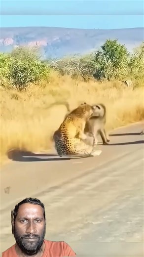 #wildlife #animals #lion #wildanimals #animalworld #monkey #leopard #lifeisbutadream #hiphop #whow