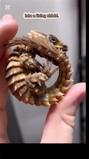 The Armadillo Lizard’s Wild Defense 🦎 | Nature # #animals #wildlife Shorts