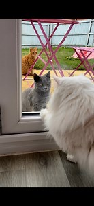 Look who the cat dragged in… another cat 🙀 Donut’s girlfriend has brought over her new sibling for a cute and chaotic introduction!! #catsoffacebook #cat #catlife #catlove #kitten #cute #cutevideo #catparty #playtime | A Cat Called Donut