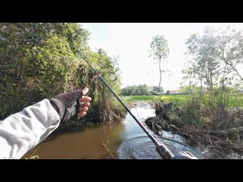 BẦY CÁ CON KHỦNG , LÊN CÁ CHA MINI