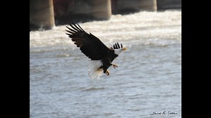 Lock and Dam 15 visitor center closed for Bald Eagle Days