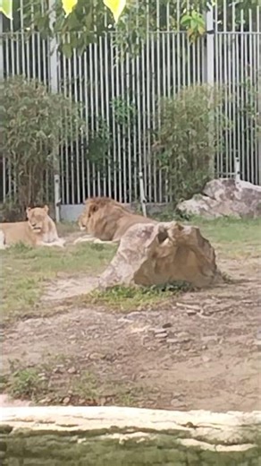 Sư tử thường làm gì sau khi ăn no? và đây là kết quả