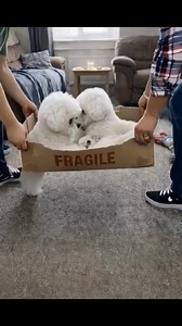 Handle with care… this box contains pure love 🐶📦 | Bichon Frisé Moments