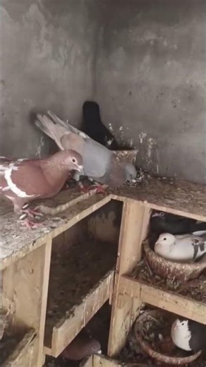 lal mokhiya nar for sale ande bachche karta hua hai number ke liye comment kare #pigeonsale #sale