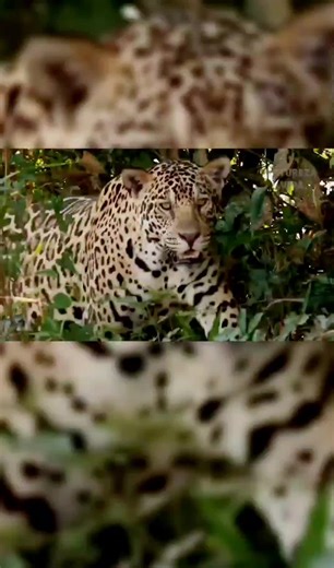 #animaltok #fypage #documentary #animal #selva