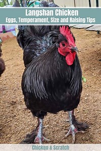 Langshan Chicken: Eggs, Temperament, Size and Raising Tips
