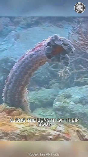 Sea_Cucumber_Ejects_Guts_When_Scared #underwaterlife #underwaterworld #animallover #animals #animalrescue | The Creatures