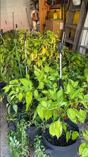 Frost Alert: Save Your Precious Pepper Harvest Now #gardeninglife #hotpepper #frost