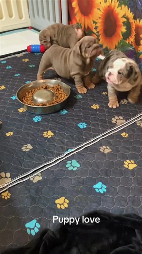 Discover Adorable English Bulldog Puppies