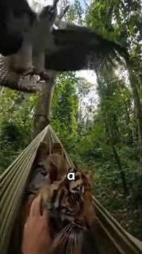 I Saved This Baby Tiger From A Harpy Eagle Attack... You Won't Believe What The Tiger Did!