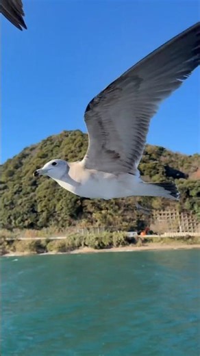 Seagulls flying beside my boat. #seagull #birdlovers #boating