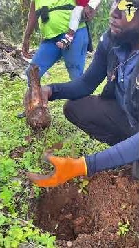 Comment planter la banane plantain avec le cacao 🌱. #agribusiness #entrepreunariat #agriculture
