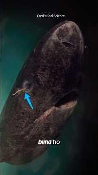 The shark older than most countries #GreenlandShark #OldestAnimal #MarineBiology #DeepSea