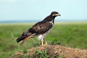 Augur buzzard - Alchetron, The Free Social Encyclopedia