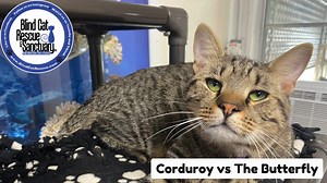 Corduroy has fallen in love with this automatic butterfly toy! It's such a big hit! 😺🐾💙 | Blind Cat Rescue and Sanctuary, Inc.