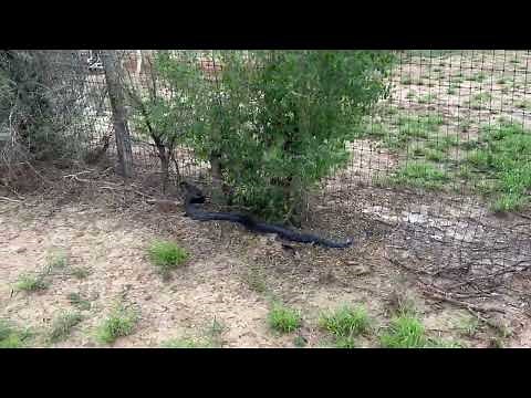 Texas Blue Indigo snake in South Texas. We like seeing them! They even eat rattlesnakes!